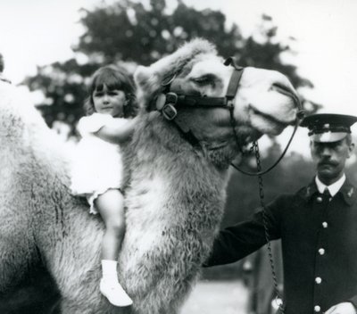 A keeper with a Bactrian camel which is giving a young girl a ride on its neck, London Zoo, September 1922 by Frederick William Bond